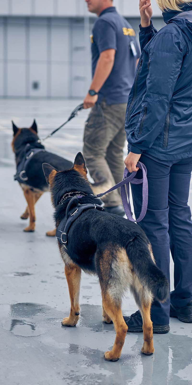 security-workers-with-dogs-guarding-airport-territs-32SCNMS.jpg